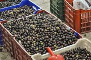 Olives at harvest on our Southern Spain food tours in Andalusia.