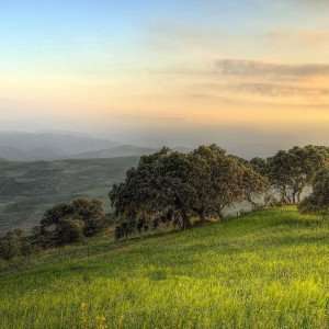 A view of the olive groves at sunrise during our Spain food tours in Andalusia.
