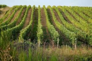 Vineyards in the Loire Valley visited on a culinary tour of France with TIK