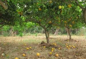 The lemon groves during your Greek cooking vacation.