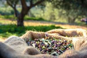 The olive harvest at the farm during your Greek cooking vacation.