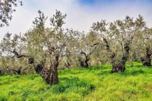The olives groves at the farm during your Greek cooking vacation.