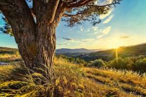 Sunrise over the olive groves in Andalusia on our Spain food tours.