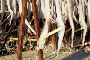 Cod fish drying in the traditional method.