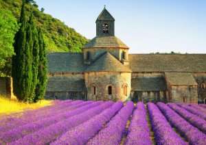 The lavender field in front of the Senanque Abbey in Provence during a tour of France with The International Kitchen.