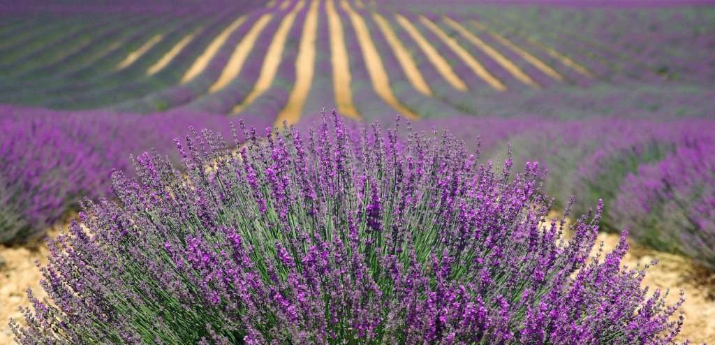 image for Travel Inspirations: The Lavender of Provence (Plus a Recipe)