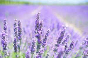 Detail of a lavender field during the summer in Provence on a culinary tour of France with The International Kitchen.