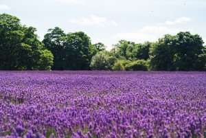 A lovely purple field of lavender during a cooking vacation in Provence with The International Kitchen.