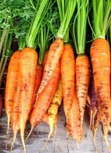 Fresh carrots for a delicious recipe.