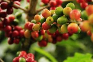 Coffee cherries on a coffee tree before harvest. 