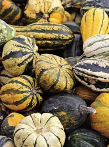 An assortment of squashes.