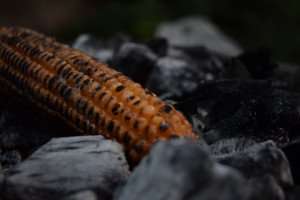 Corn grilled over an open fire.