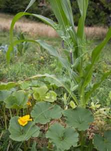 An example of the "Three sisters" permaculture garden including squash, beans, and corn.