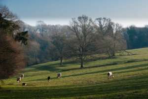 Cows grazing in the fields in Normandy, France.