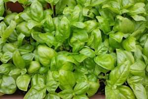 The basil harvest on the Italian Riviera in Liguria, Italy.