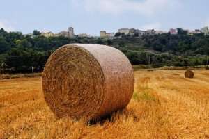 A hay bale in a field in the region of Molise, Italy, as experienced during an authentic cooking vacation with The International Kitchen.