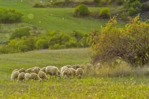 Sheep grazing during a farm-to-table experience in Italy with The International Kithen.