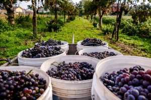 A grape harvest in Italy as experienced during a cooking vacation with The International Kitchen.