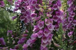 Flowers blooming on the Italian "Riviera of Flowers" during a culinary vacation in Italy with The International Kitchen.