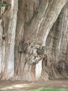 The incredible Tule tree in Mexico, one of the world's largest.
