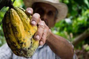 Picking a cocoa pod of a tree on a cocoa farm.