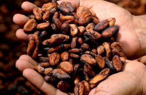 Cocoa beans, or cacao.