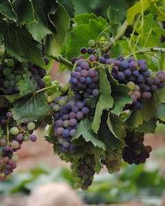 Grapes growing on the vine in France.