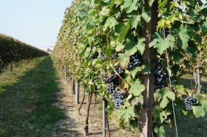 Vineyard in Emilia Romagna.