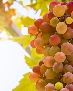 Visiting a Loire Valley winery on our French food and wine tours.