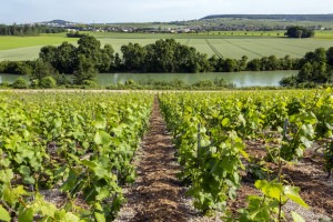 Vineyards and the Marne River near Epernay.