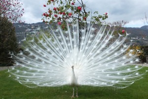 Peacock in the lush gardens of the Isola Bella.