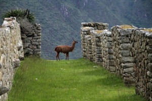 Exploring Machu Picchu in Peru.