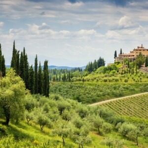 Chianti hills with vineyards and cypress.