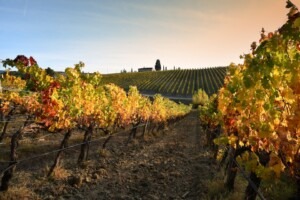 Beautiful vineyards in the Chianti Classico