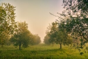 The fog in the orchard in the Sabine Hills.