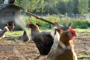 Working on the farm during your French cooking vacation.