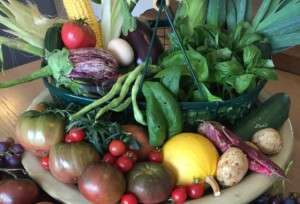A harvest from the garden.