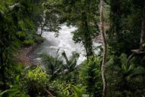 Jungle view in Costa Rica.