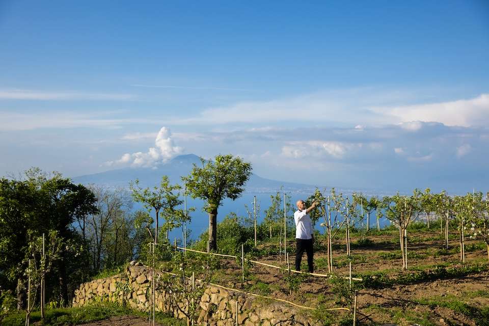 Image for The chef in the fruit orchard of the relais.