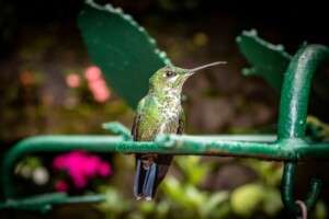 Hummingbird spotted during your culinary vacation to Costa Rica.