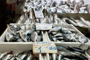 Fish at the Athens Market.