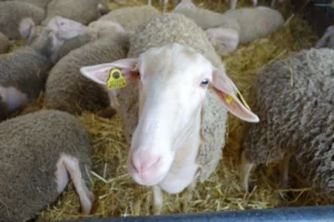 The sheep's wool is also sold to local producers.