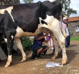 Milking a cow during your farm visit.