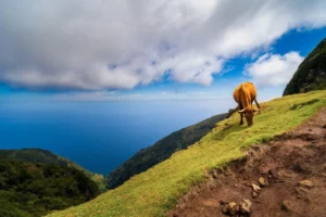 Explore local agriculture and interact with livestock during farm experiences.