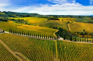 Vineyards in Tuscany on a sunny day.