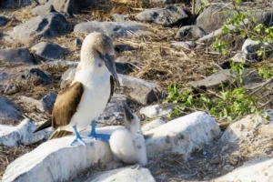 Blue footed booby