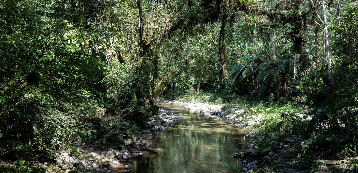 image for Flavors of the Forest: Ecuadorian Cooking in the Amazon