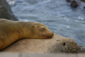 Spot sea lions during your tour