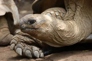 Get up close to wildlife