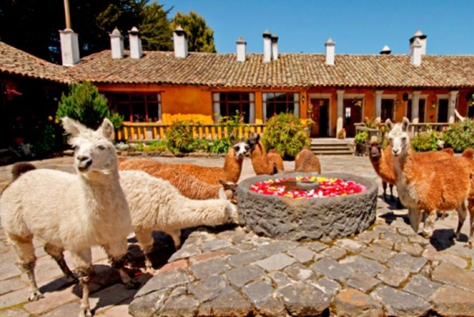 Image for Hang out with alpacas at the hacienda